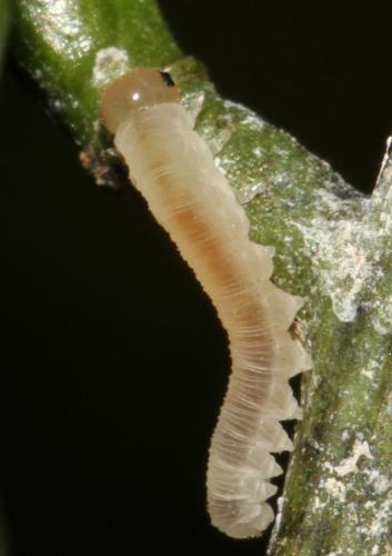 Réf. 298 562 : Macrophya ribis